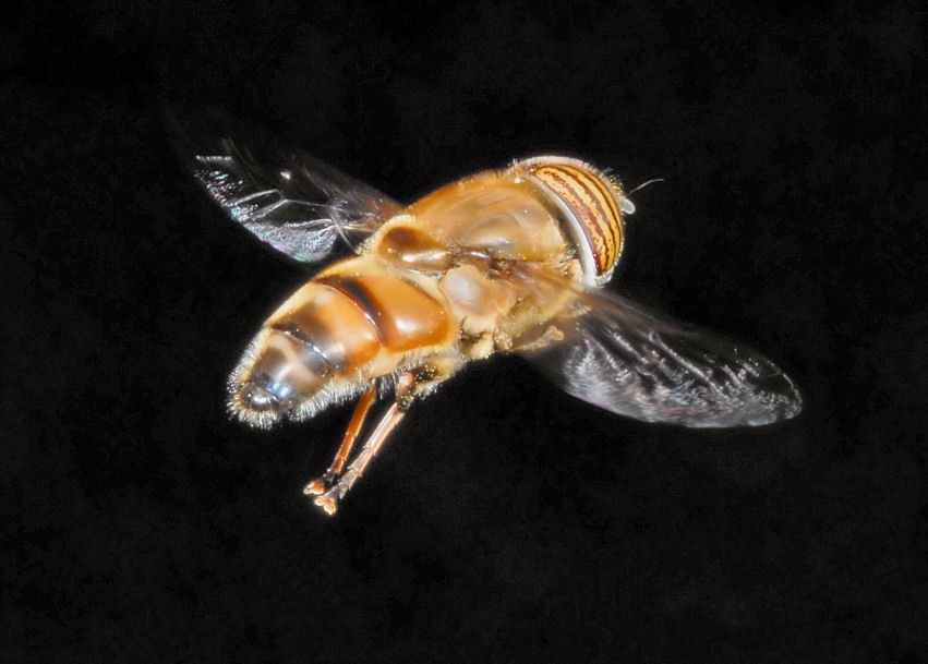 Eristalinus taeniops, ancora in volo!